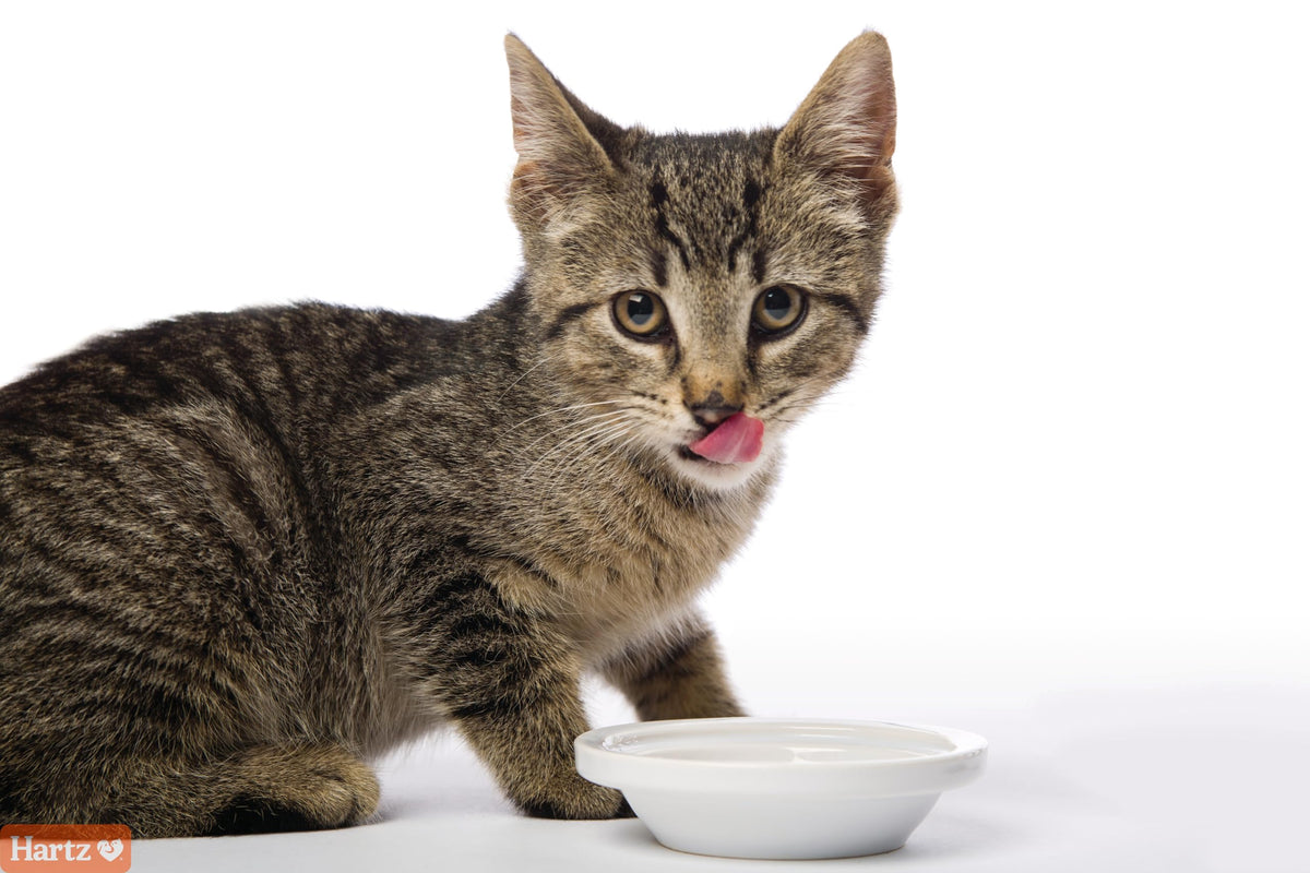 Salmon Flavored Hairball Remedy Paste for Cats and Kittens, 2.5 Ounce (Pack of 2) G20308